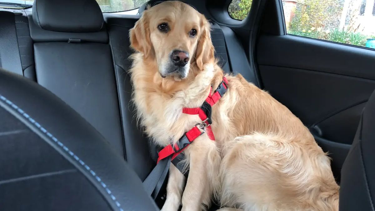 golden retriever sitting in the back seat of a vehicle