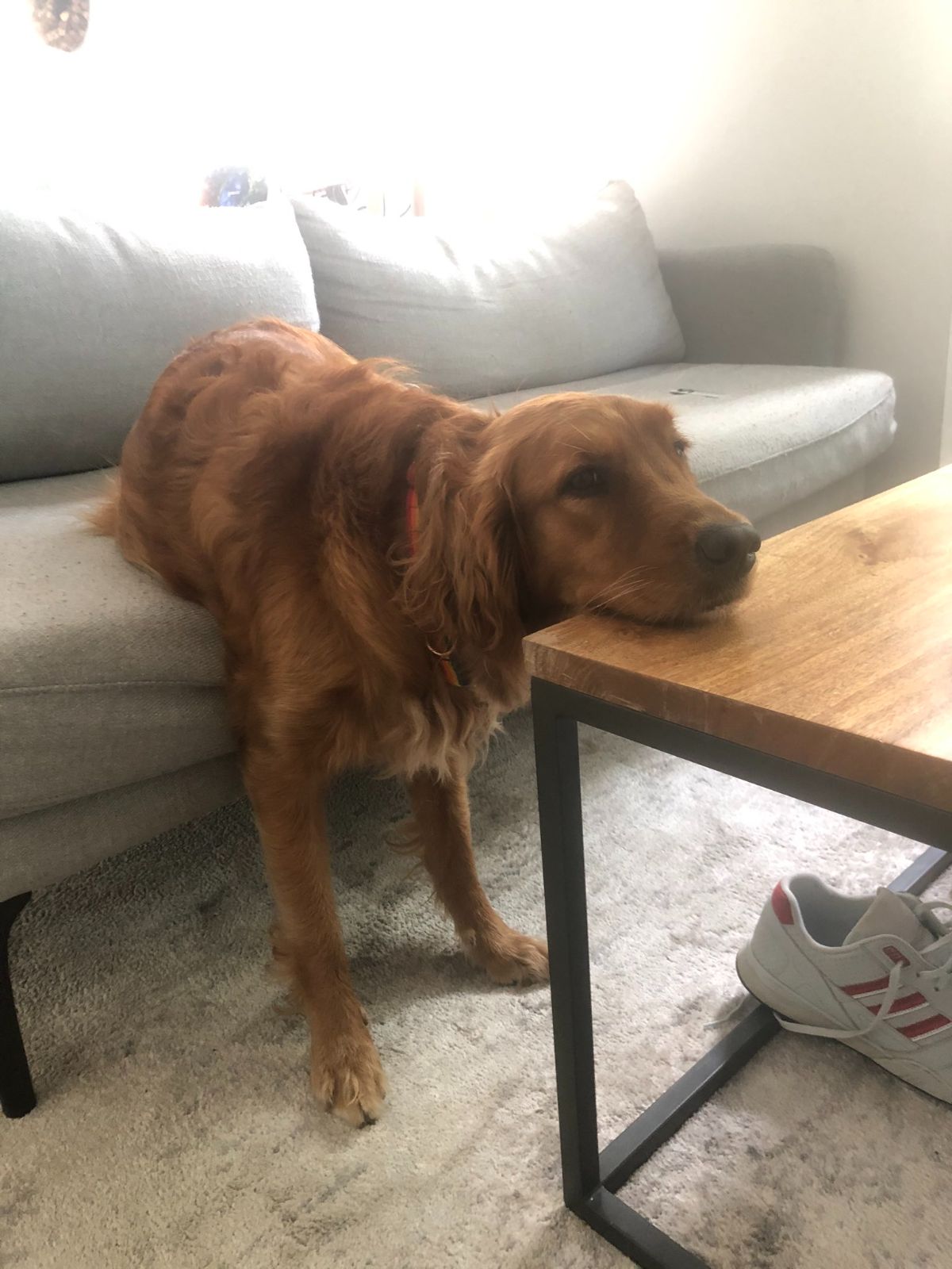 golden retriever sitting on a grey sofa with the front legs on the floor and the chin on a brown coffee table