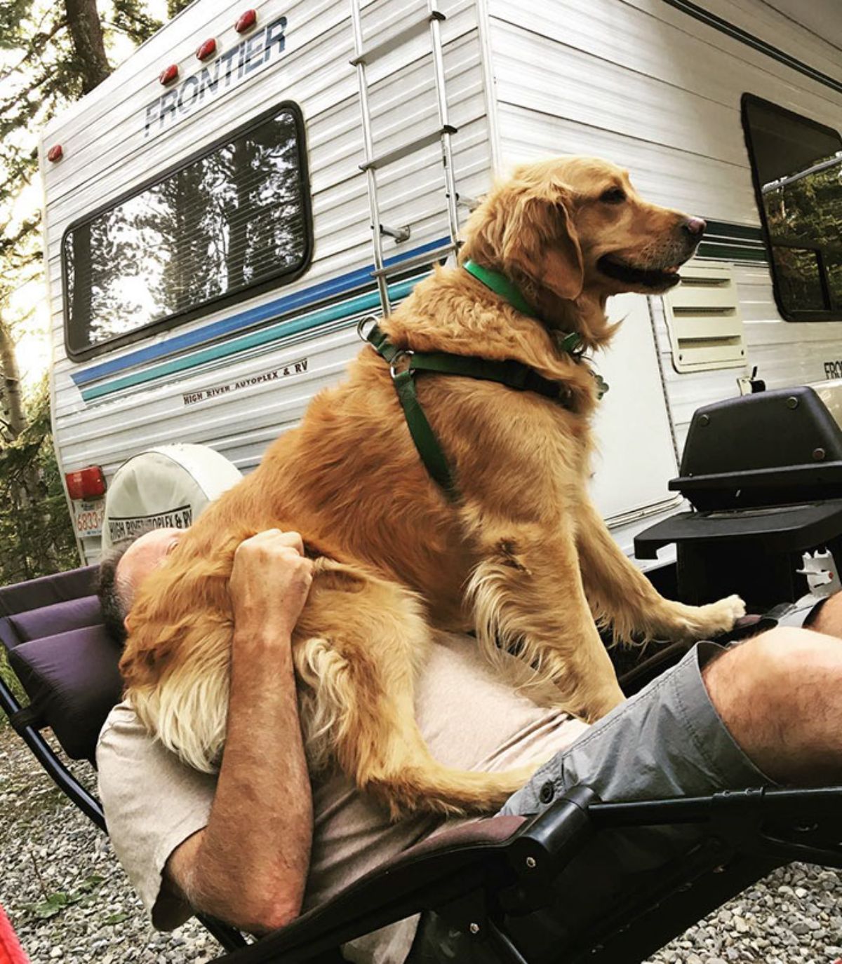 golden retriever sitting on a man's face while the man is leaning back on a chair