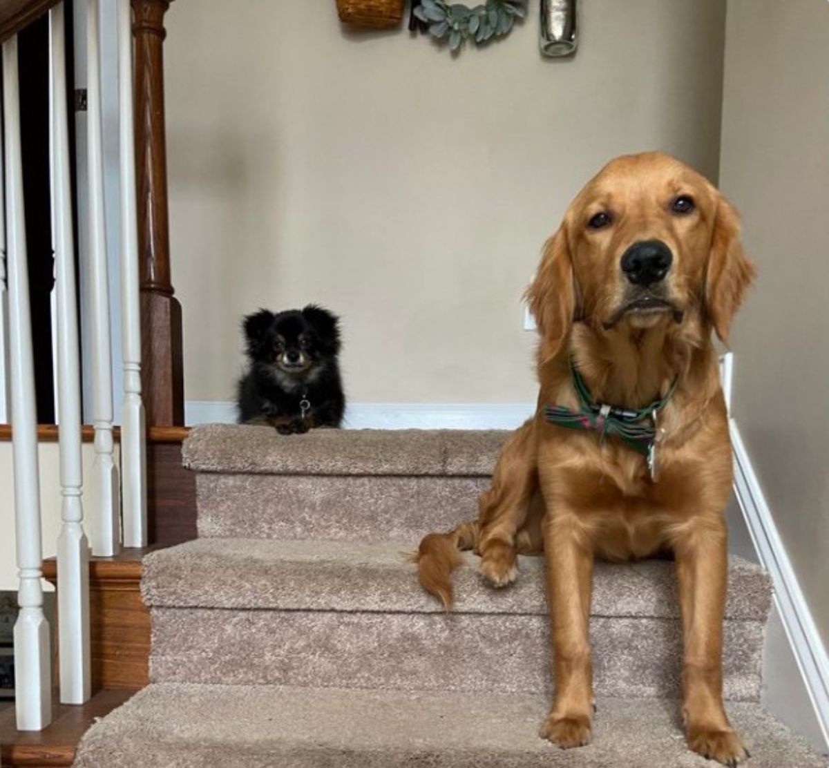 golden retriever sitting on a stair with the front legs on the next stair with a small fluffy black dog behind on the landing