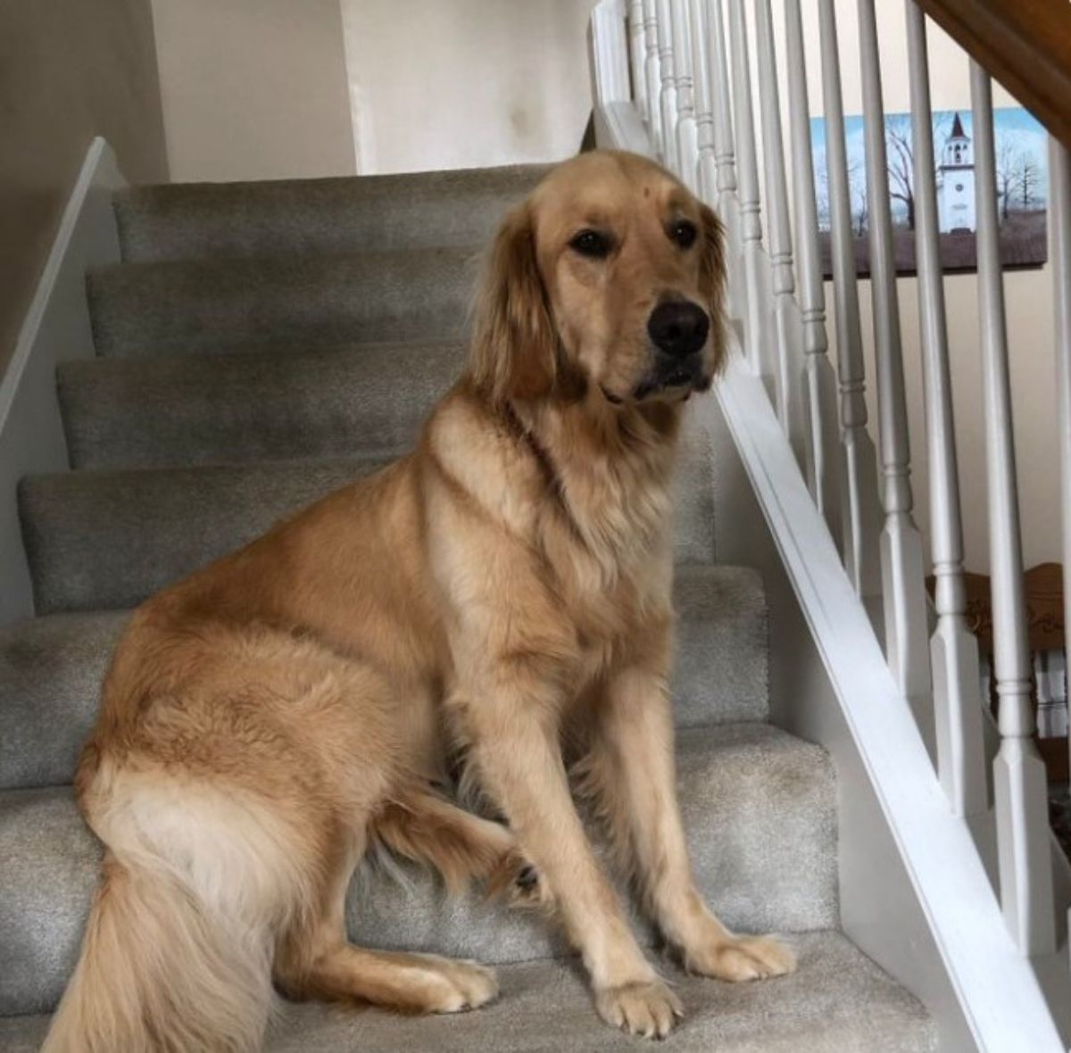 golden retriever sitting on a stair with three legs on the next stair