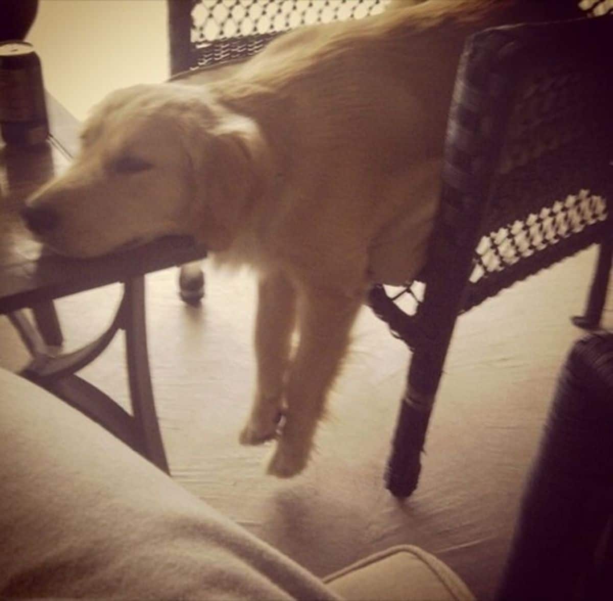 golden retriever sitting on a wicker chair with the front legs on the floor and the chin on a table in front of it