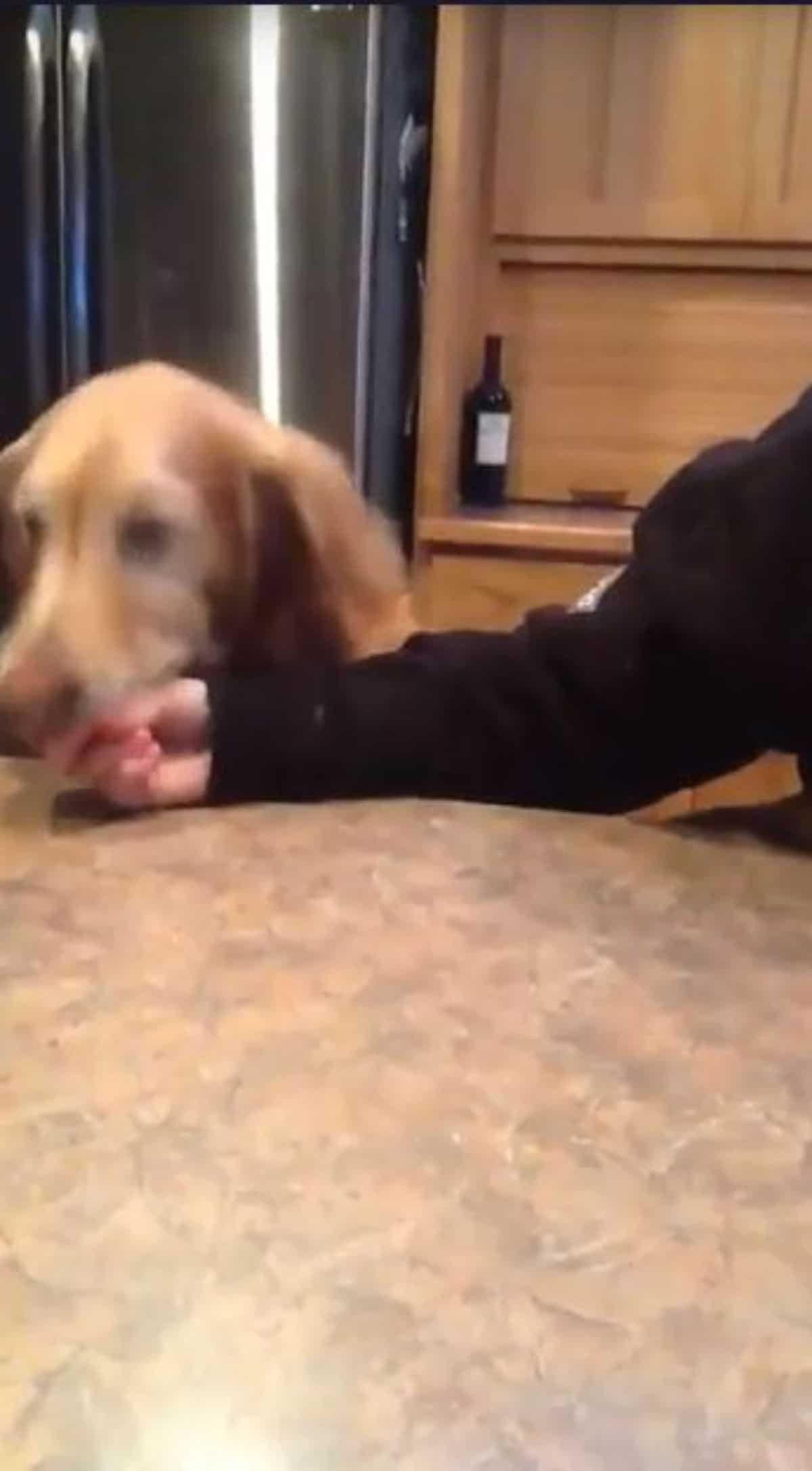 golden retriever stealing food out of someone's hand