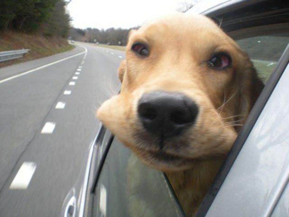 golden retriever sticking its head out of the window of a car