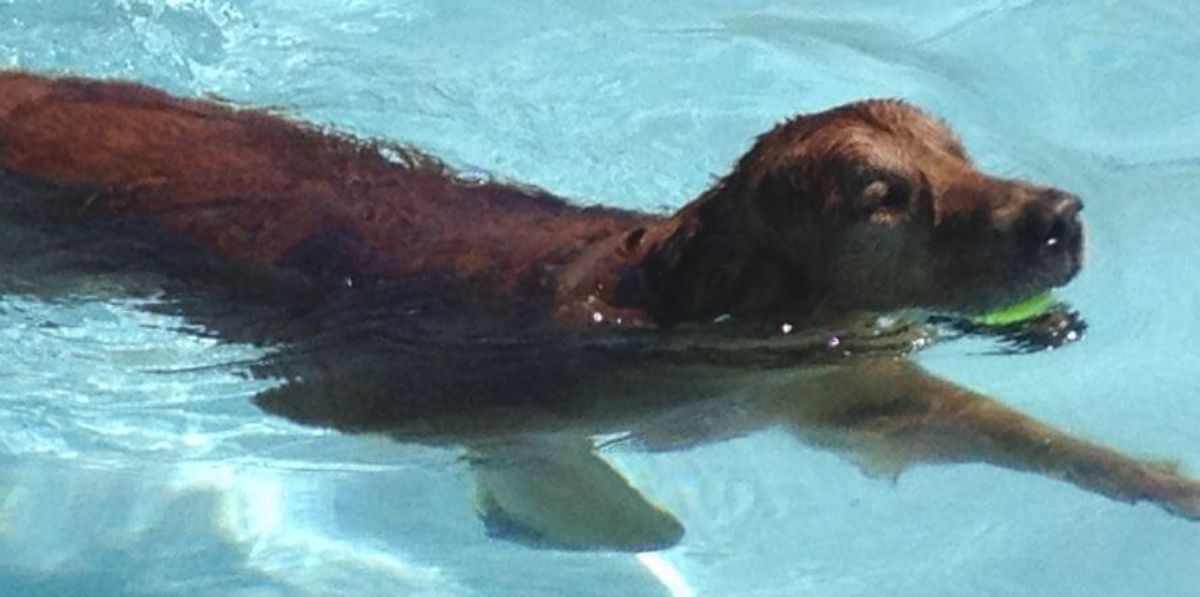 golden retriever swimming in a pool