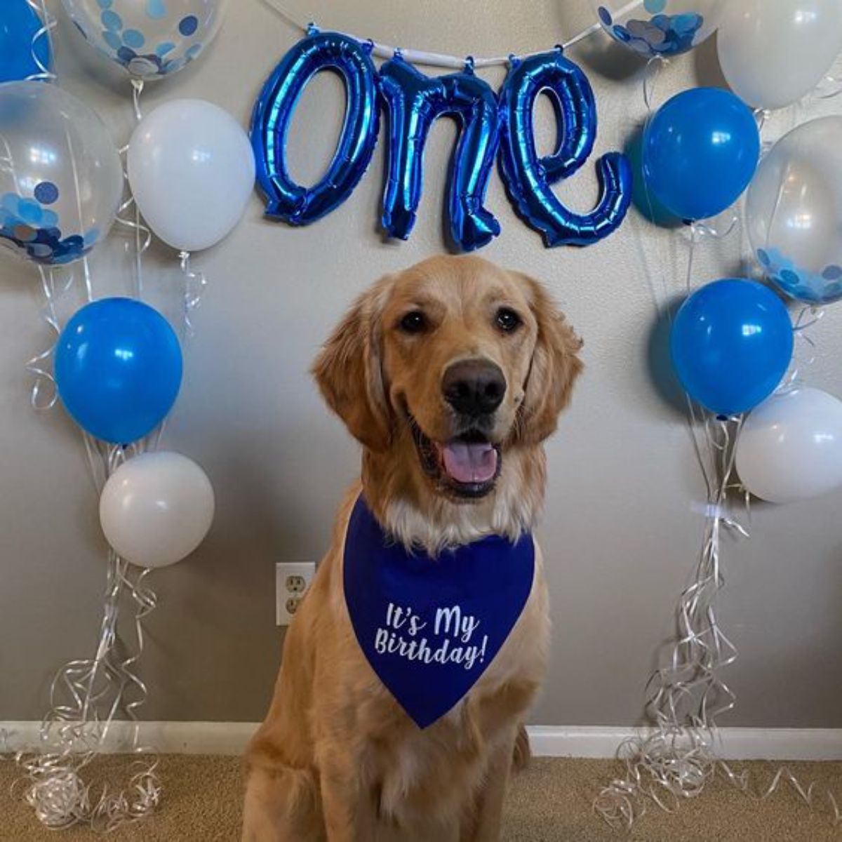 golden retriever wearing an it's my birthday bandana with blue and white balloons behind it
