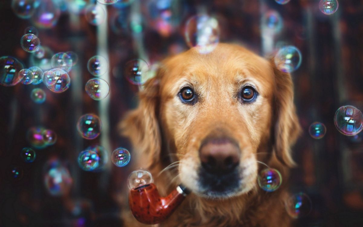 golden retriever with a pipe in its mouth surrounded by soap bubbles