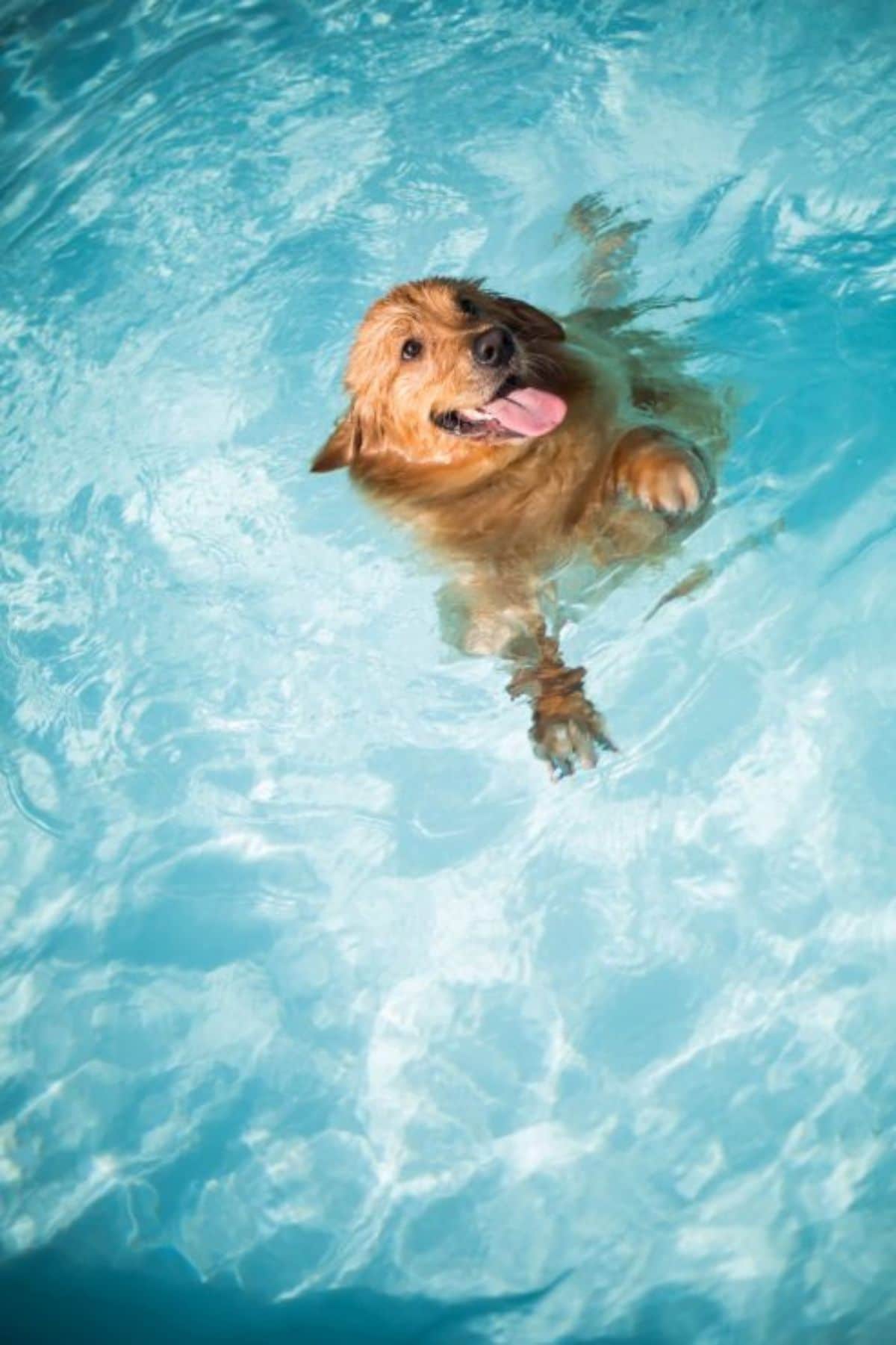 golden retriever with its tongue sticking out swimming in a pool