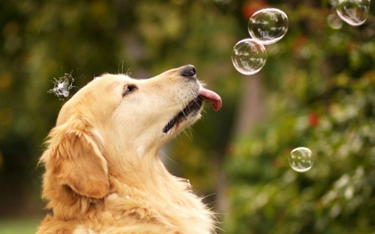 golden retriever with tongue sticking out looking at soap bubbles