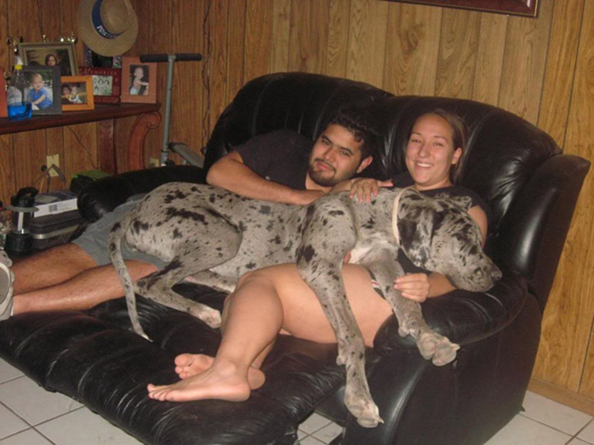 grey and black great dane laying across the laps of a man and a woman on a black sofa
