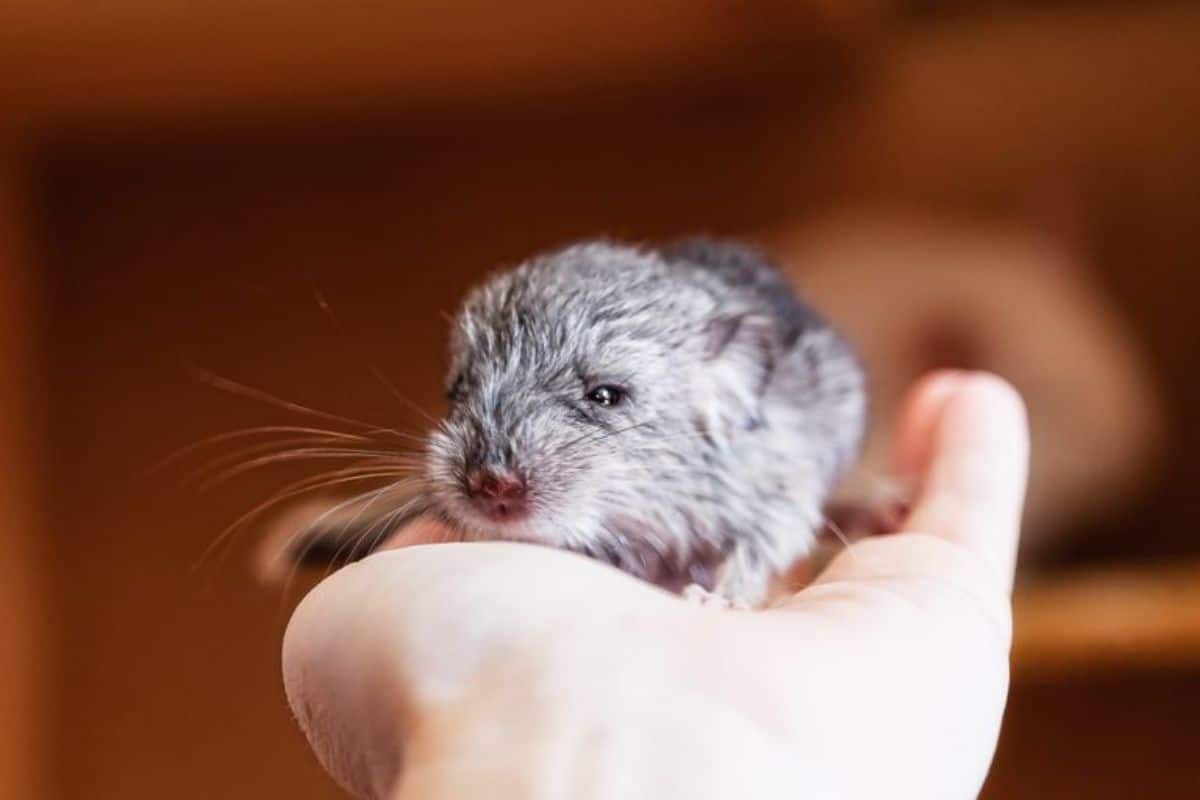 grey and white baby chinchilla held on someone's palm