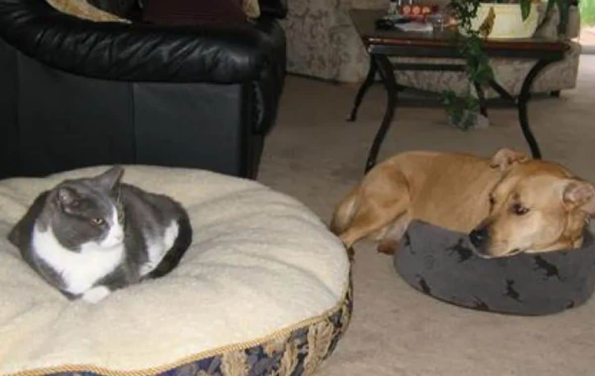 grey and white cat laying on a medium white dog bed while a brown dog laying partway in a small grey cat bed
