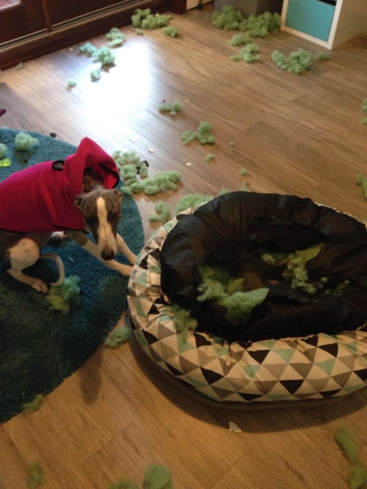 grey and white dog in a red sweater laying next to a ripped up dog bed