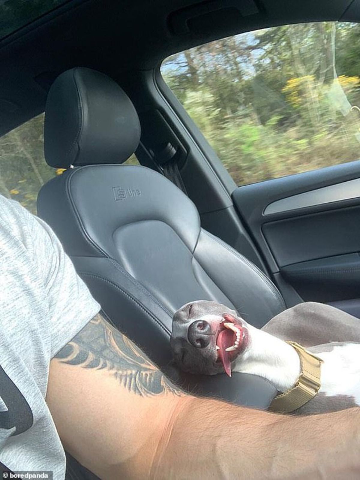 grey and white dog sleeping with the tongue on a passenger seat next to a man driving