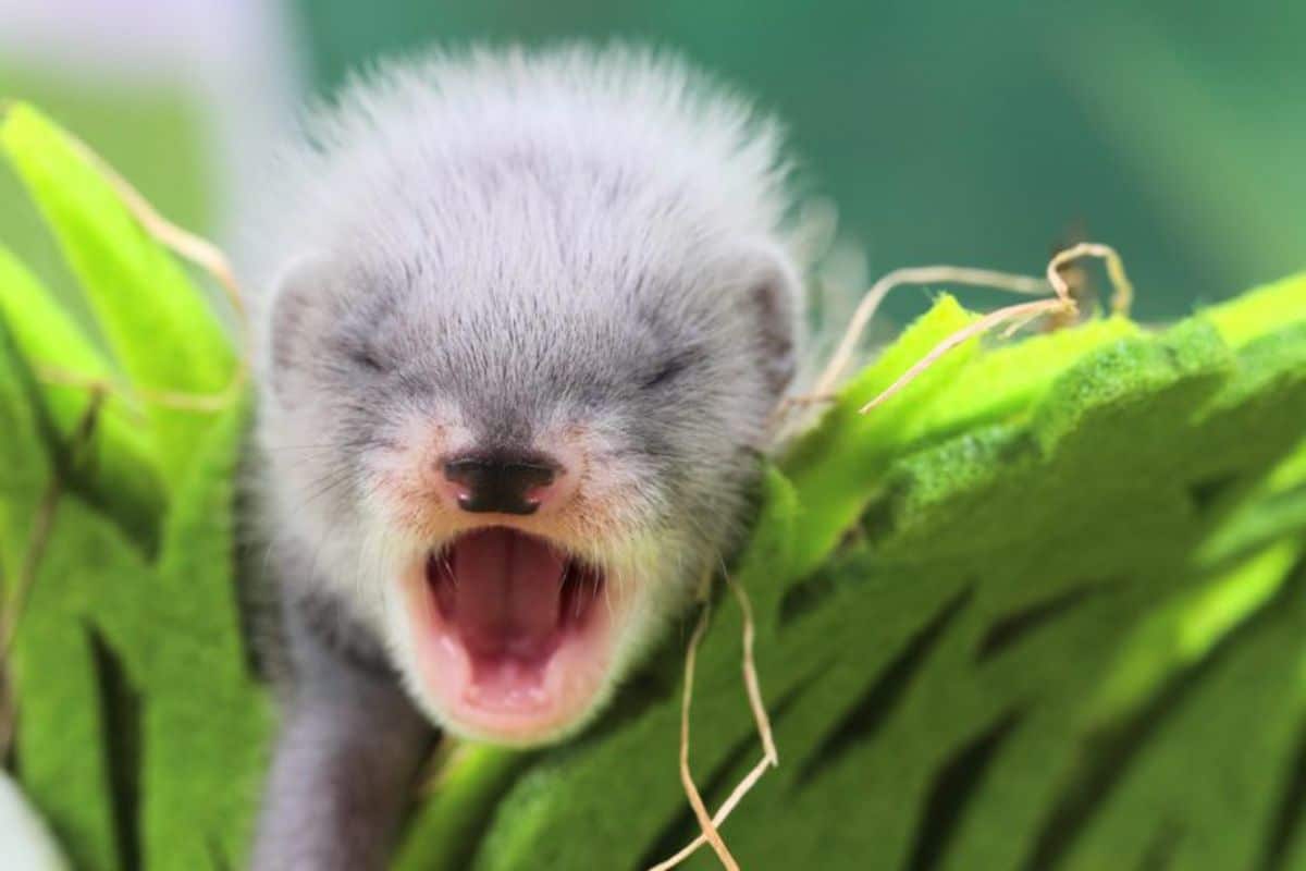 grey and white ferret baby yawning