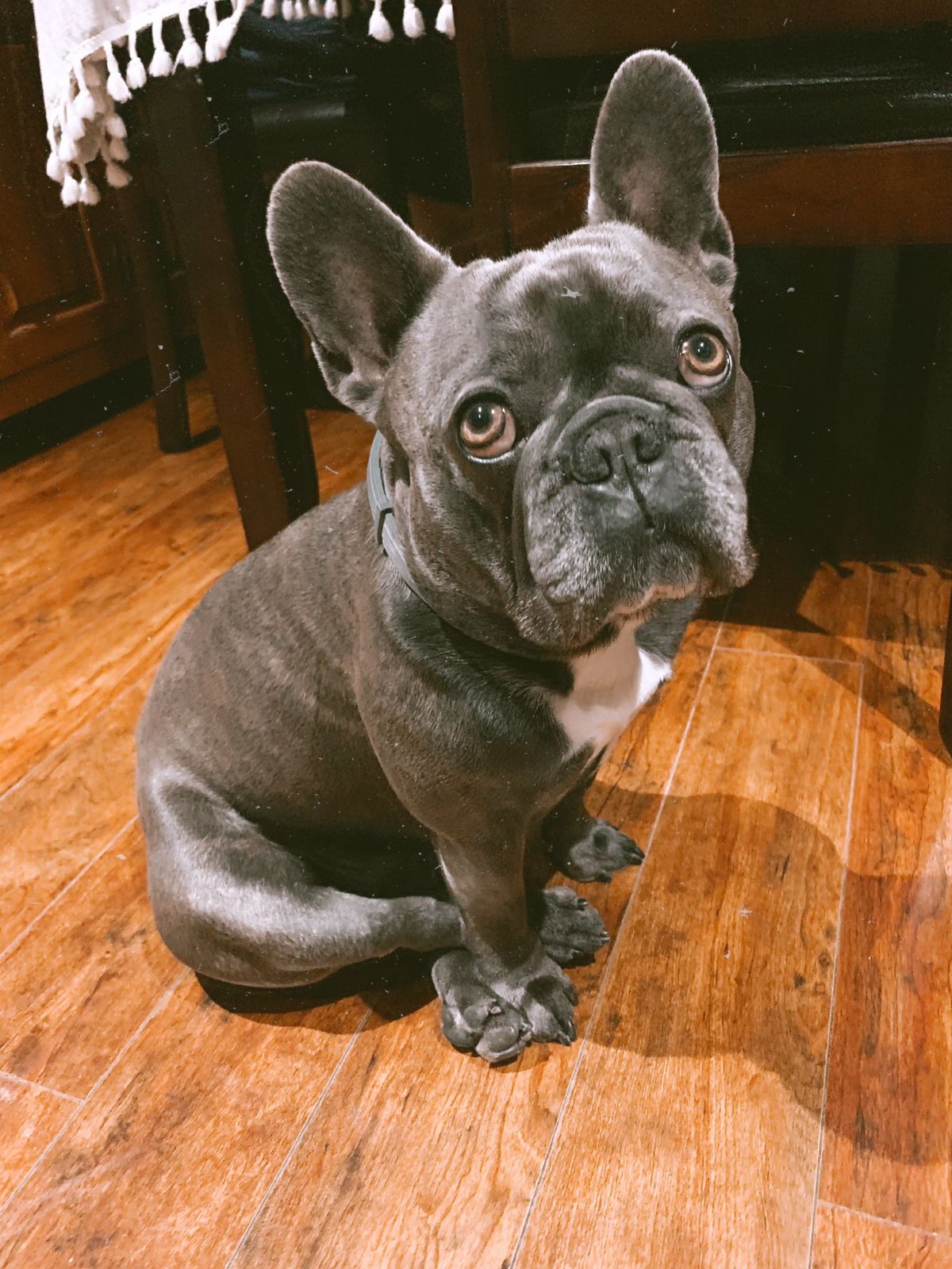 grey and white french bulldog sitting on its haunches with a back leg crossed with a front leg