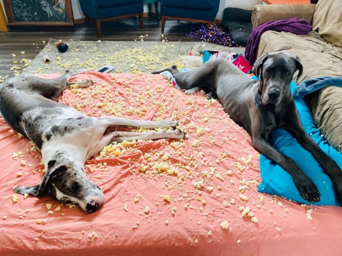 grey and white great dane and grey great dane laying amid the stuffing from ripped up pillows