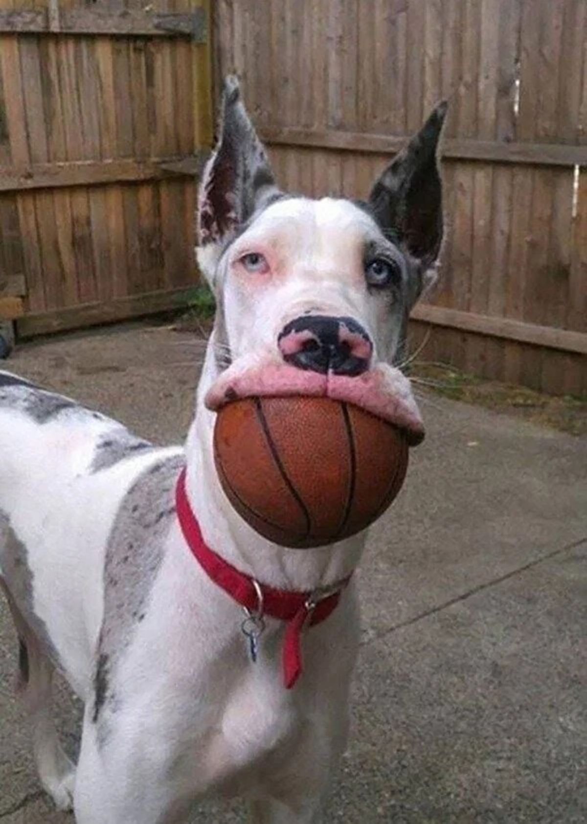 grey and white great dane holding an orange and black basketball in its mouth