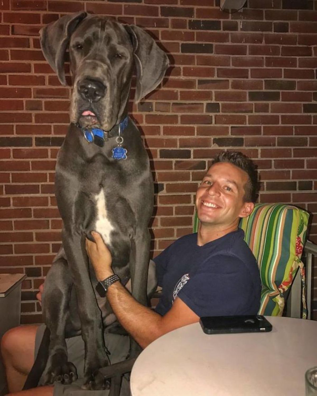 grey and white great dane puppy sitting on a man's lap