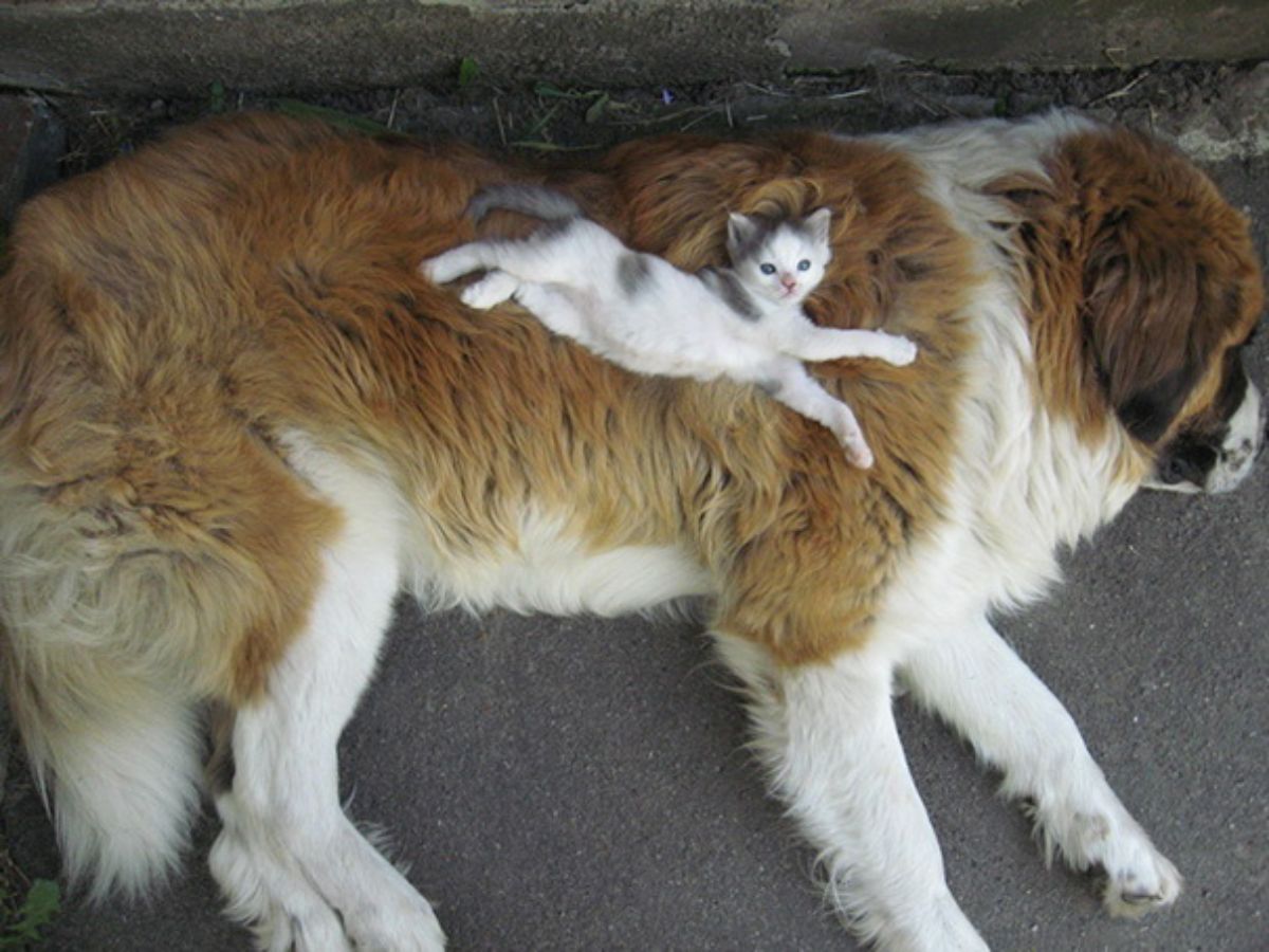 grey and white kitten laying stretched out on a large brown white and black st bernard laying sideways