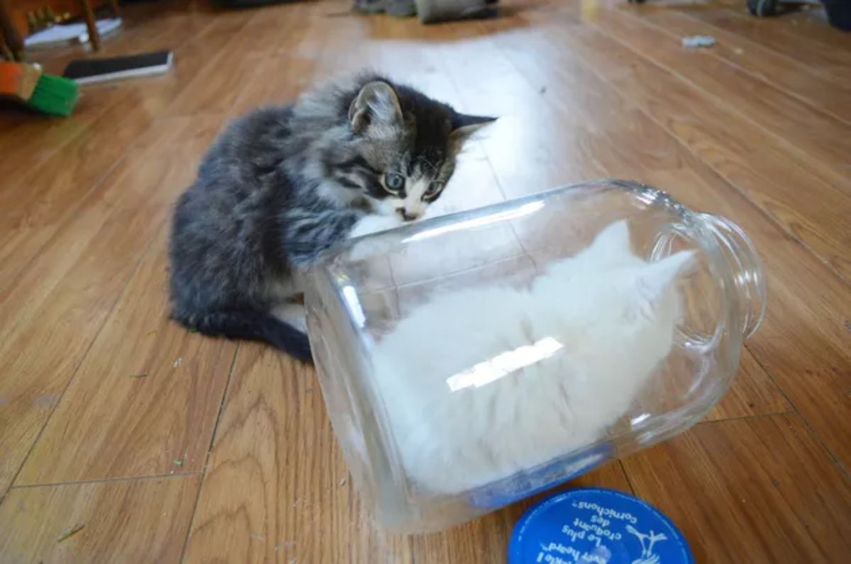 grey and white kitten pawing at a glass jar with a white kitten in it