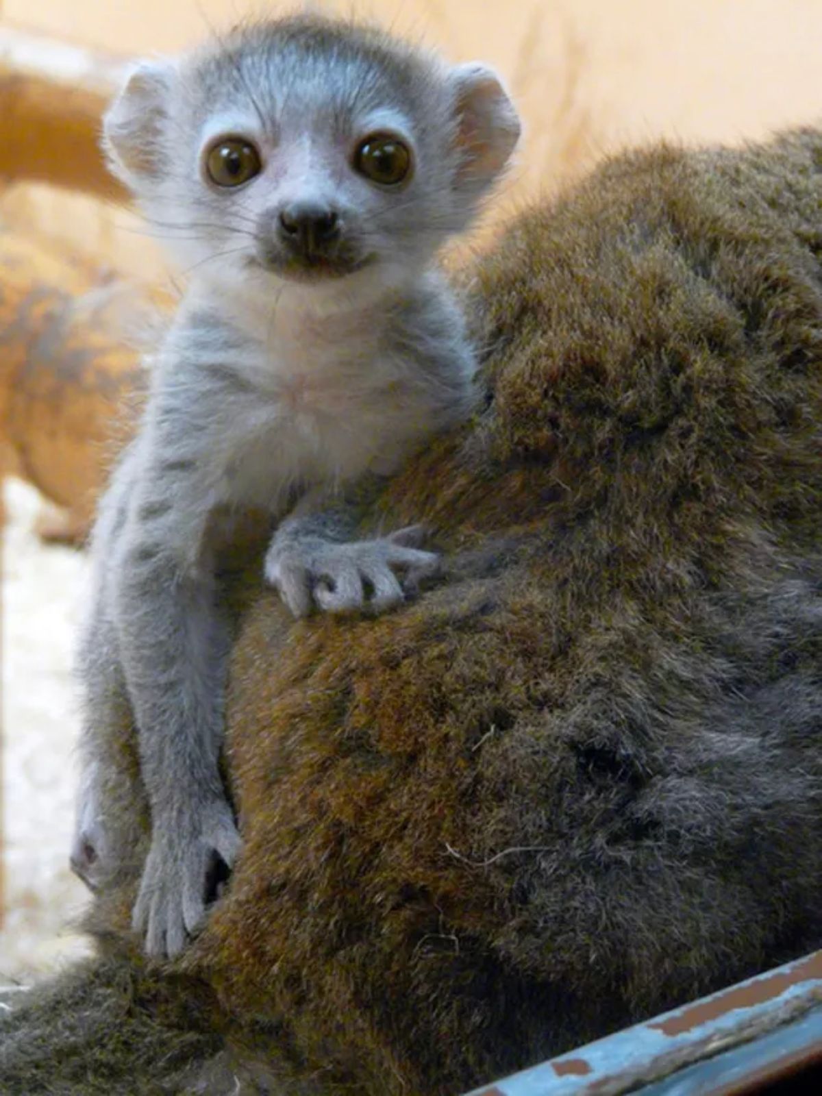 grey and white lemur baby