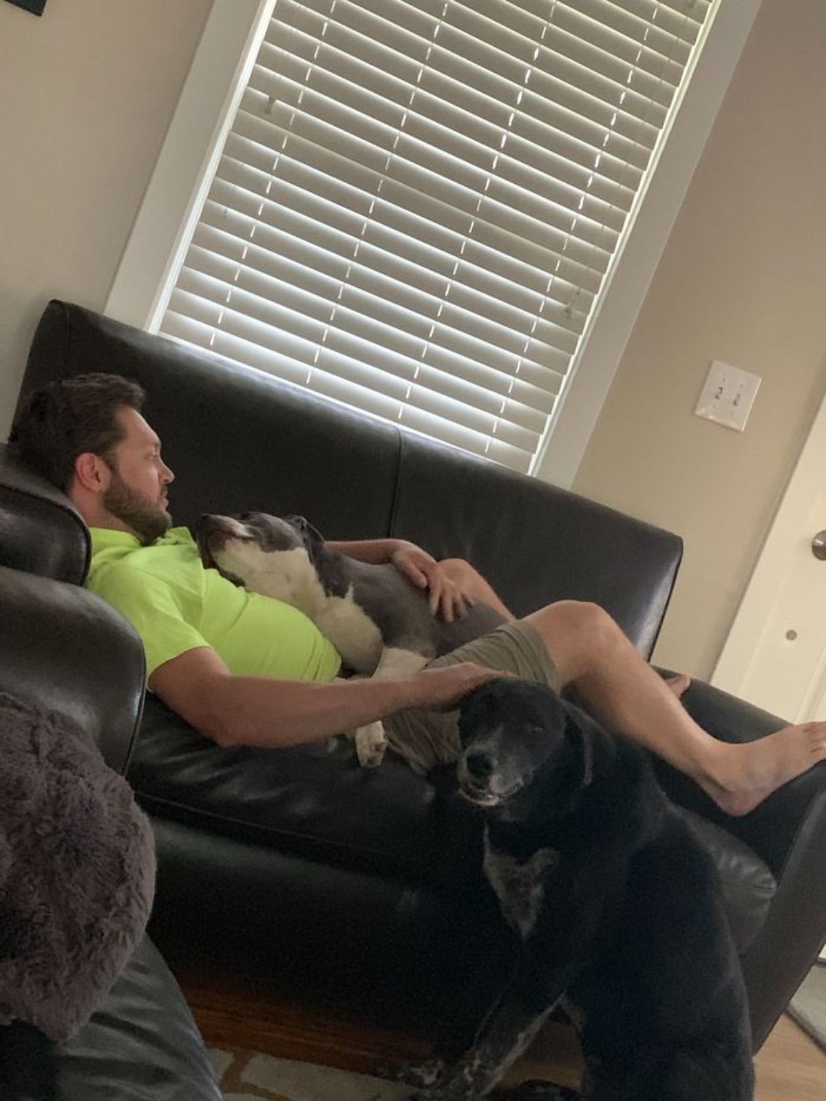 grey and white pitbull laying on a man laying on a black sofa with them looking at each other and an old black dog sitting on the floor by them