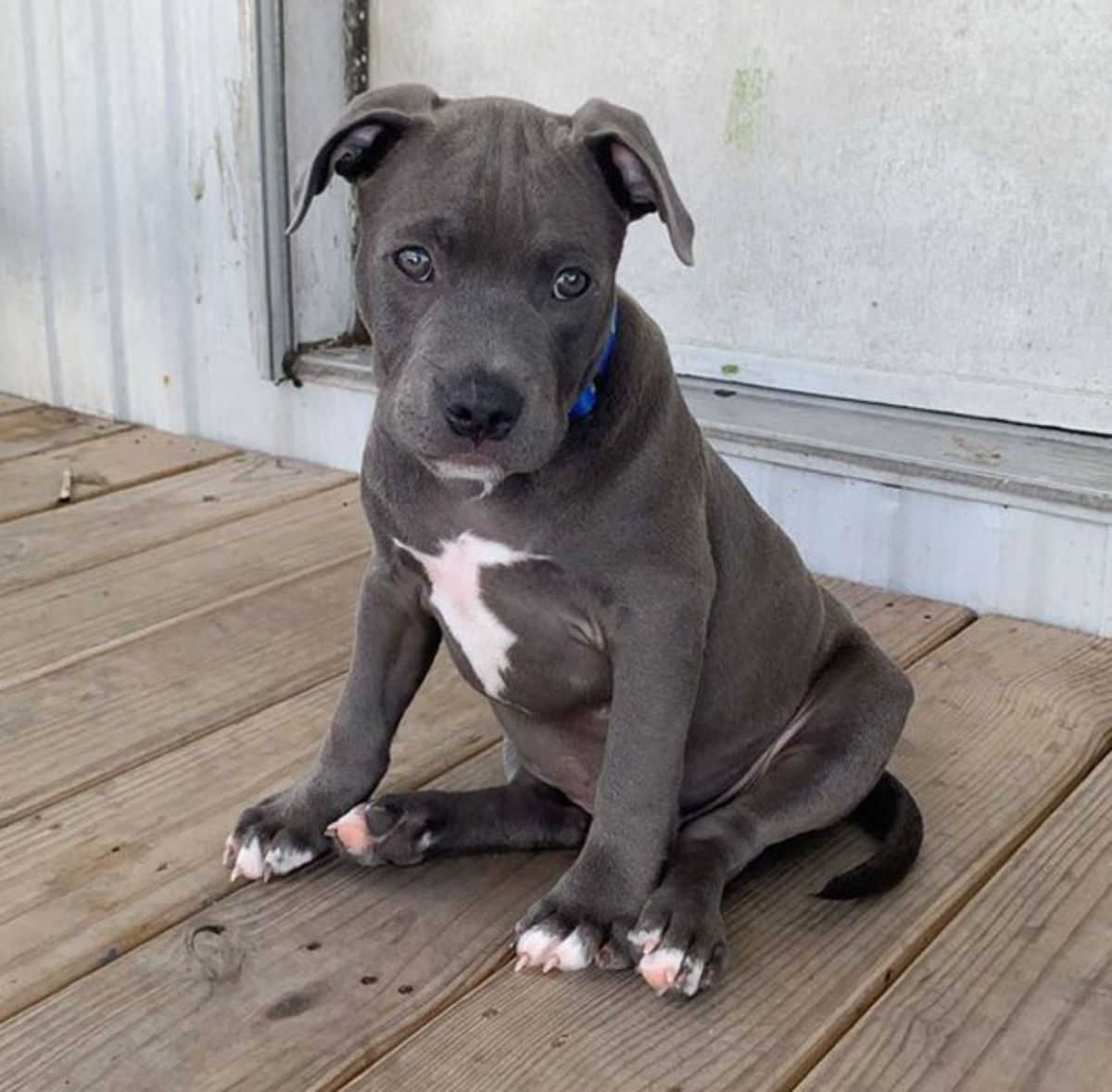 grey and white pitbull puppy sitting on its haunches