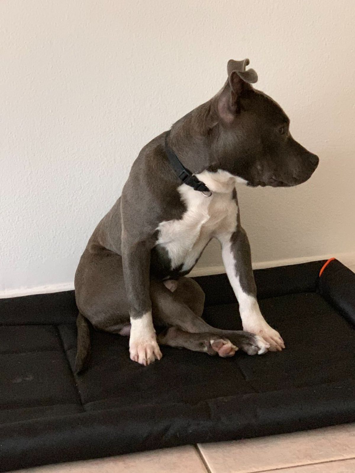 grey and white pitbull sitting on its haunches with the back legs crossed