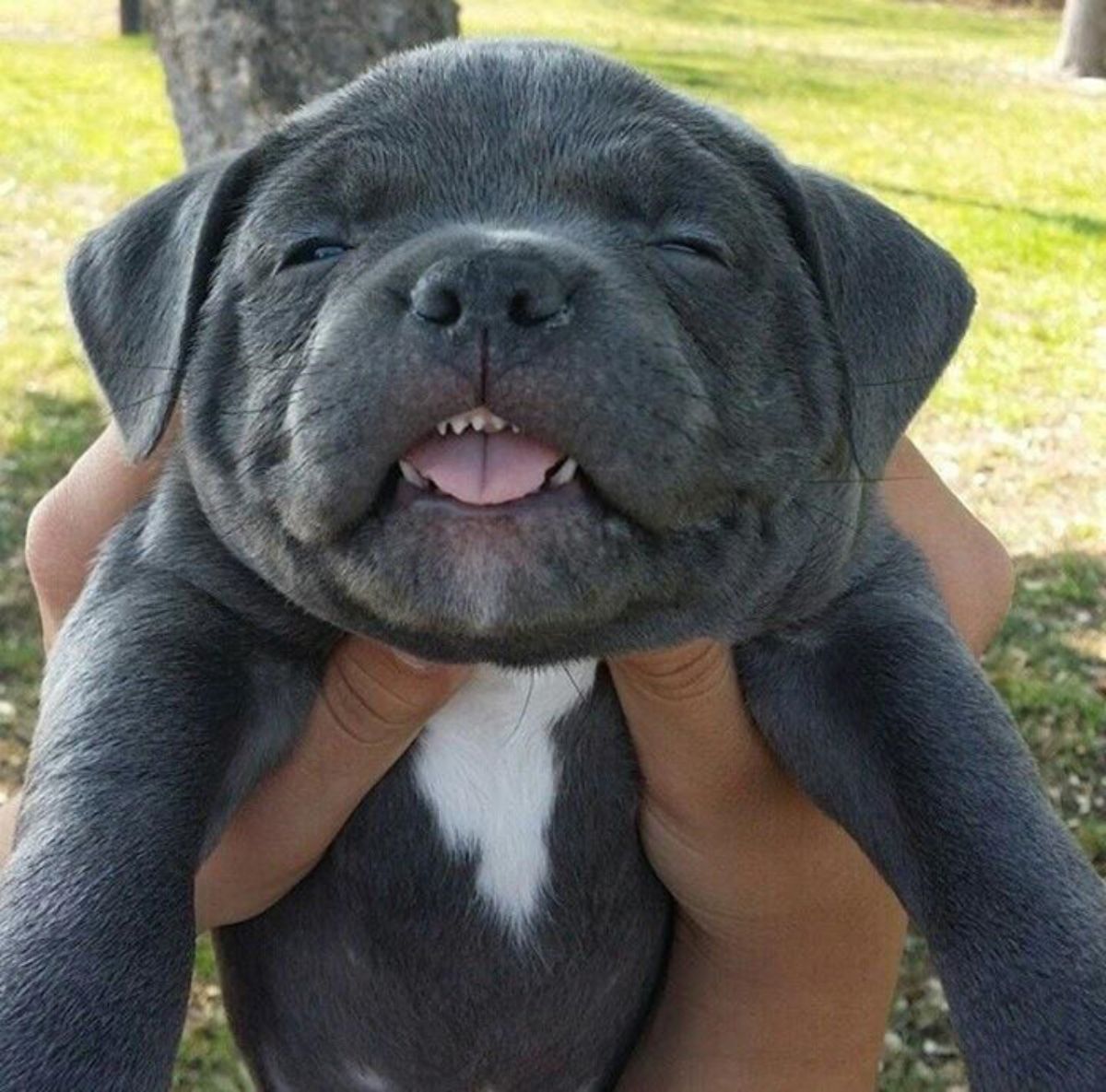 grey and white puppy being held up and the puppy's tiny teeth and tongue showing