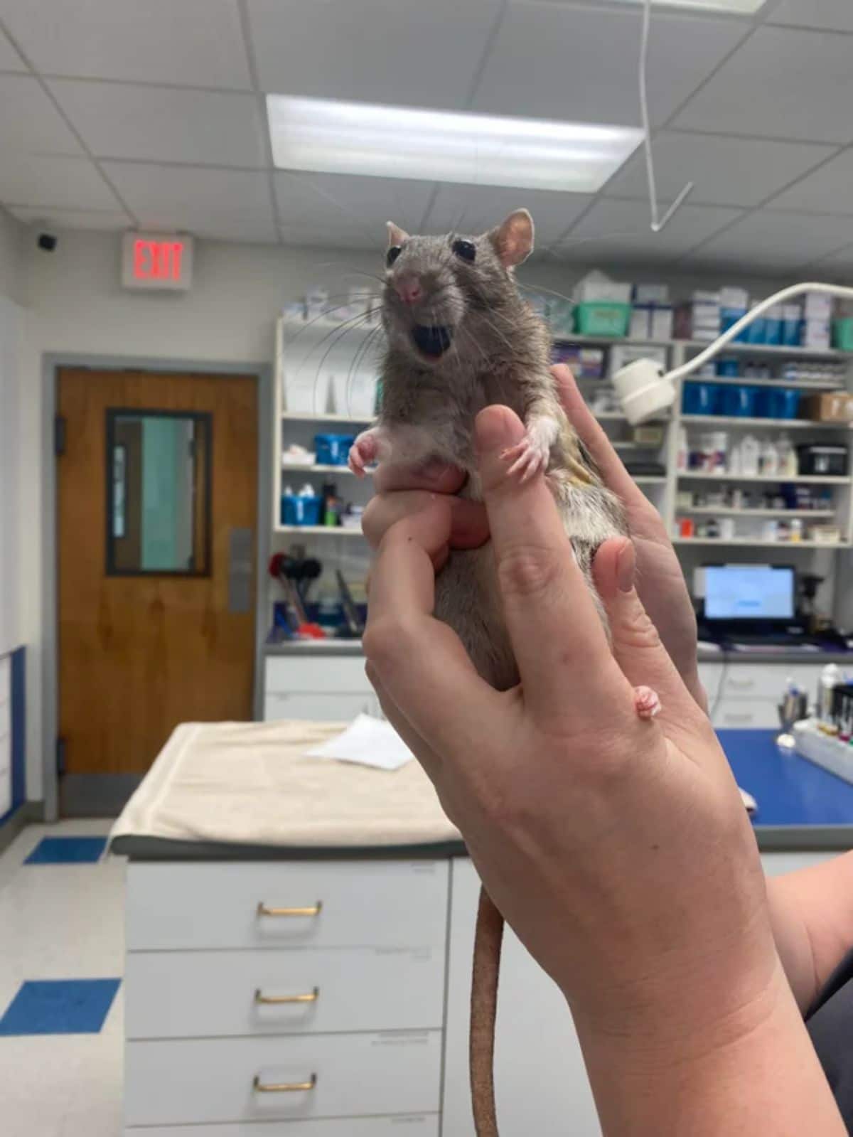 grey and white rat with mouth open being held up by someone