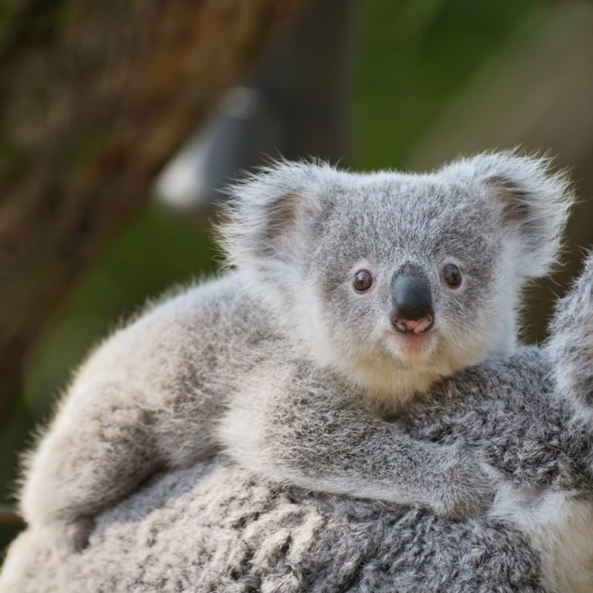 grey baby koala holding onto its mother