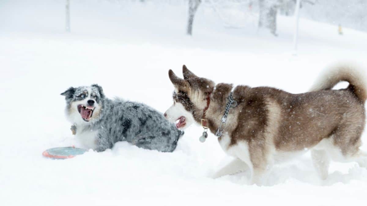 grey black and white australian shepherd with a red and blue frisbee running next to a brown and white husky in snow