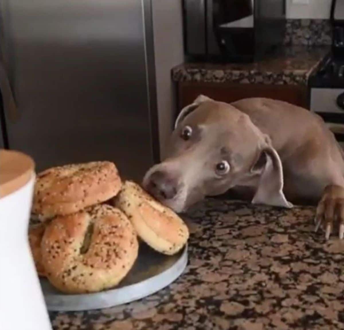 grey dog leaping up to steal a bagel from a plate of bagels on a marble counter