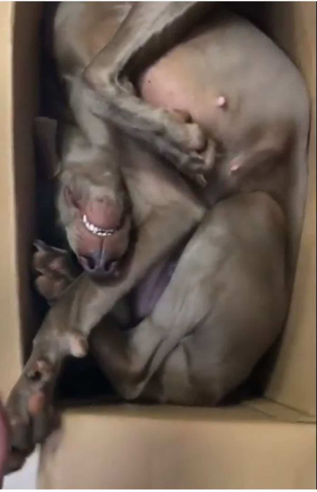 grey dog sleeping in a contorted position inside a cardboard box