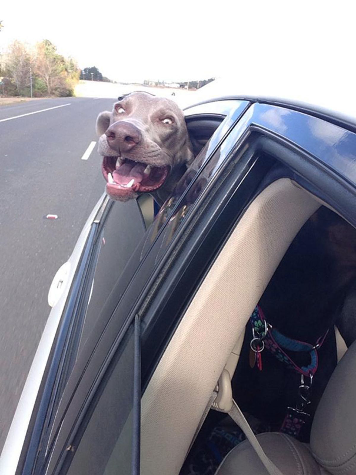 grey dog sticking head out of a car window and looking surprised