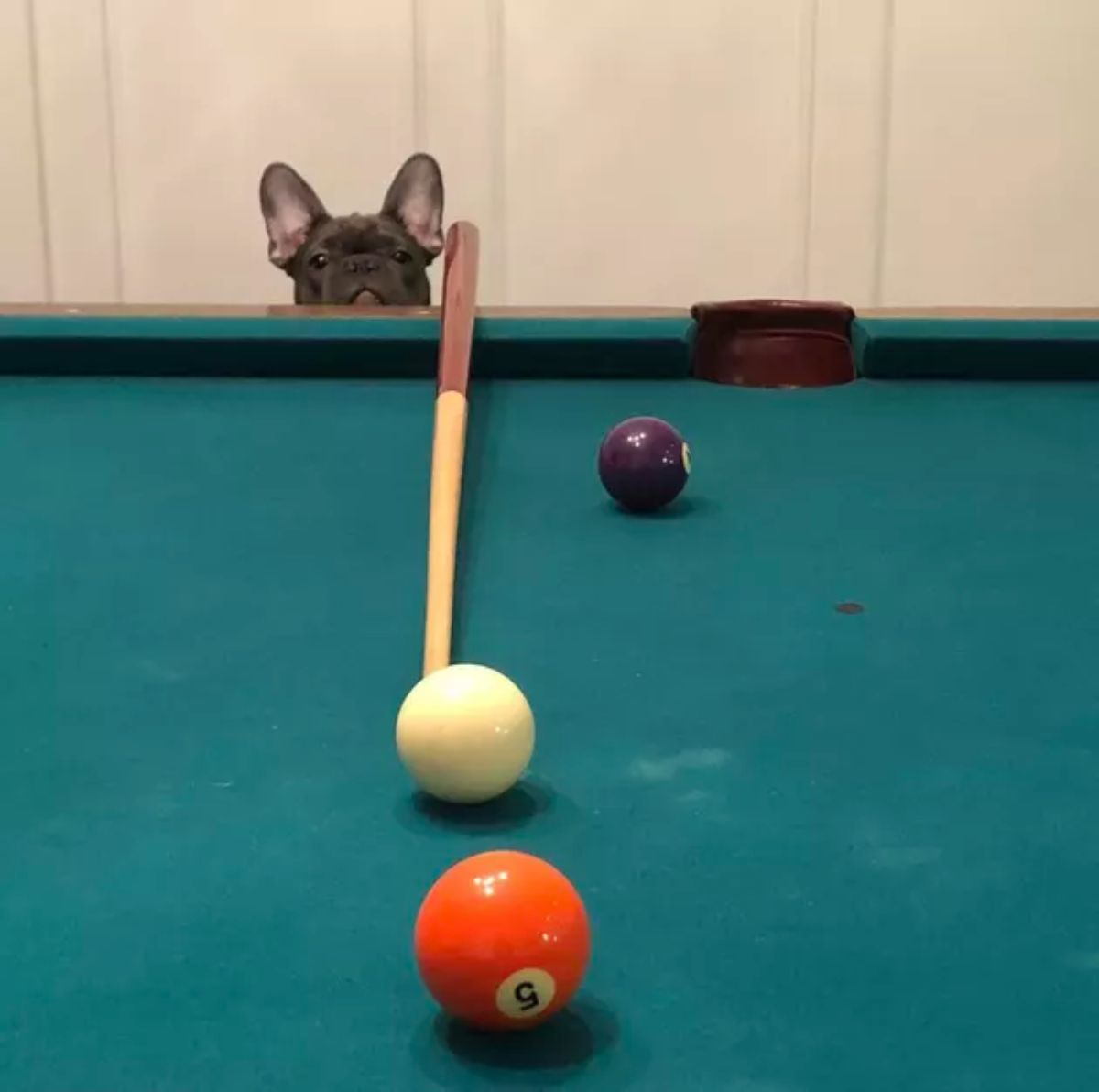 grey french bulldog peeking over the edge of a blue pool table next to a pool cue