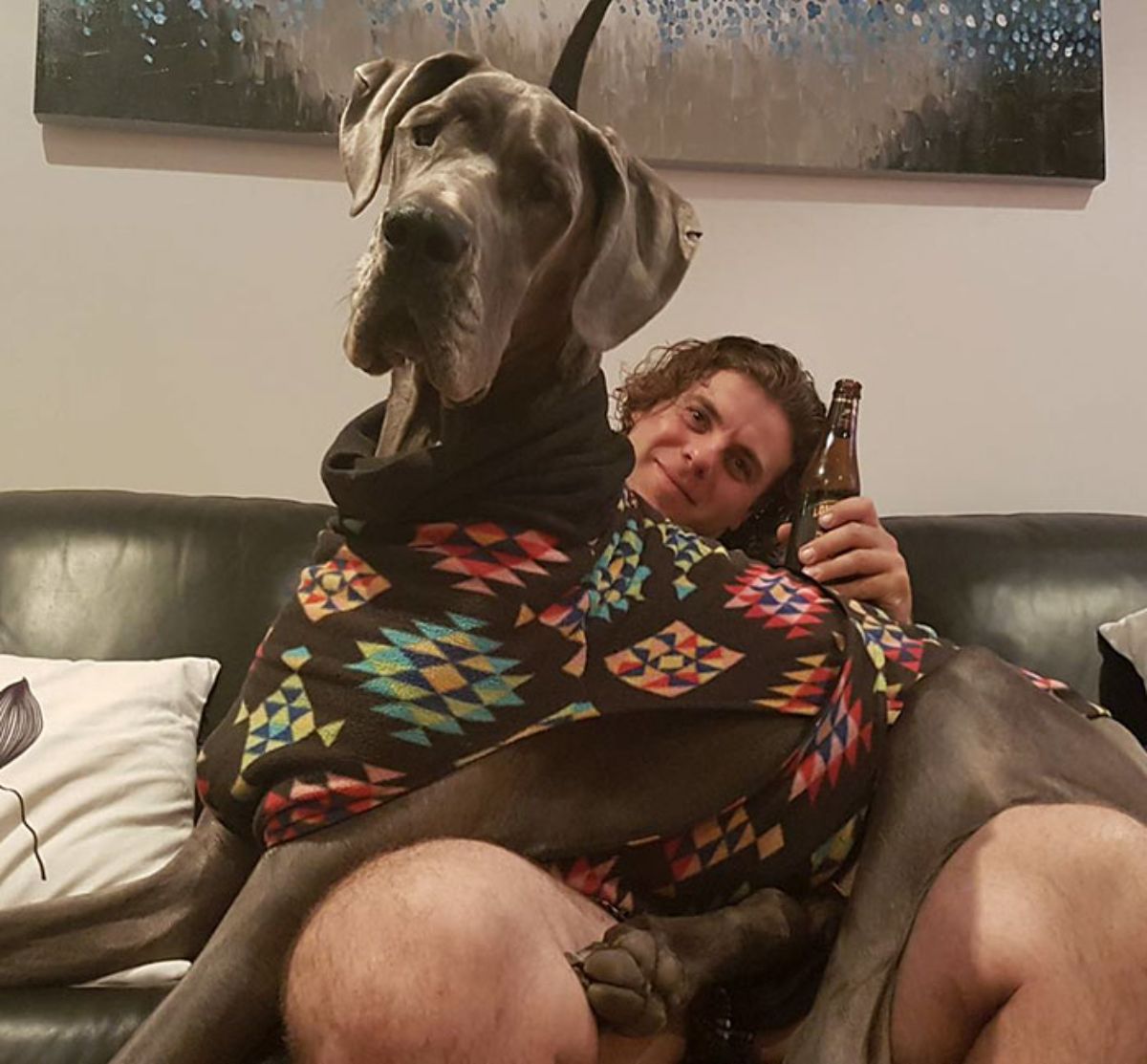 grey great dane in a colourful sweater laying across a man's lap