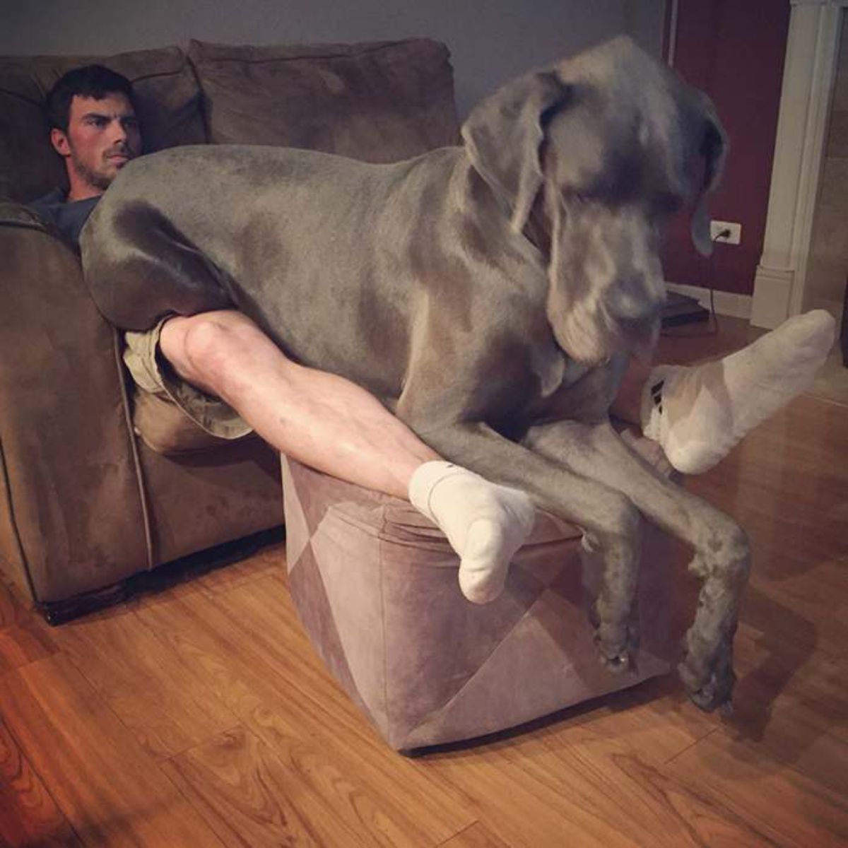 grey great dane laying on a man's lap and legs
