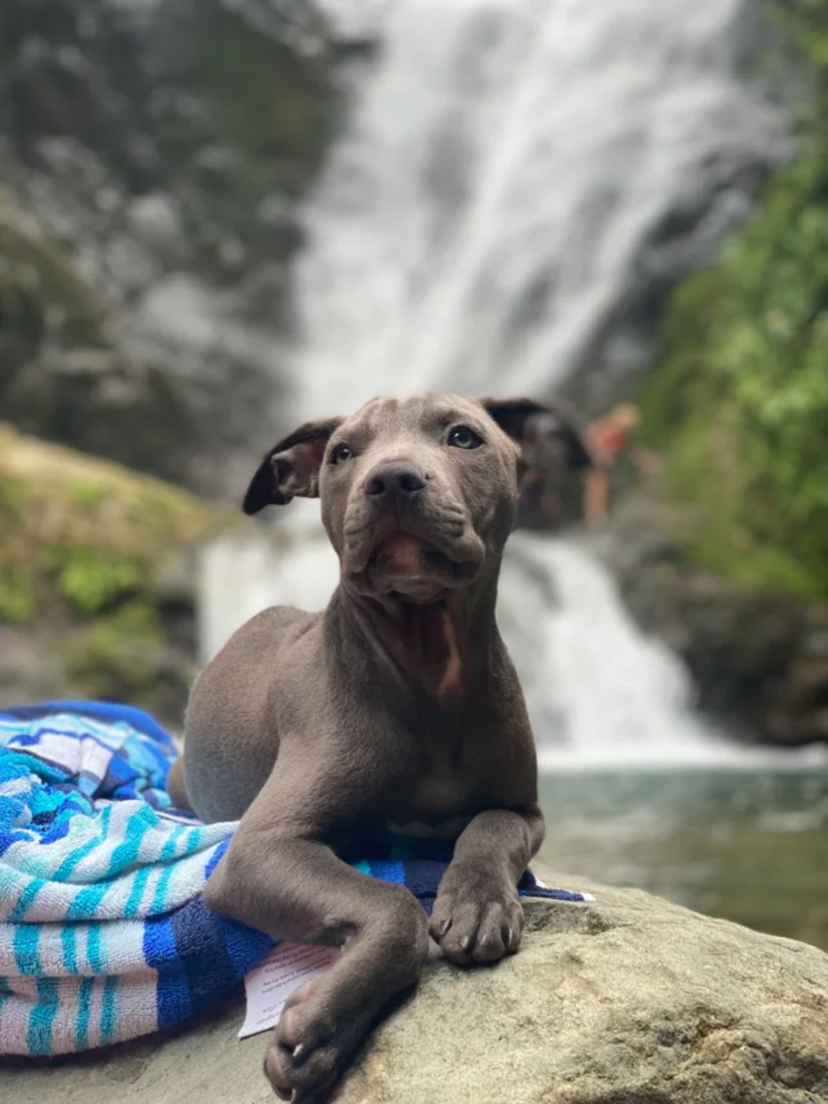 grey great dane puppy laying on a blue and white blanket on a rock by a waterfall