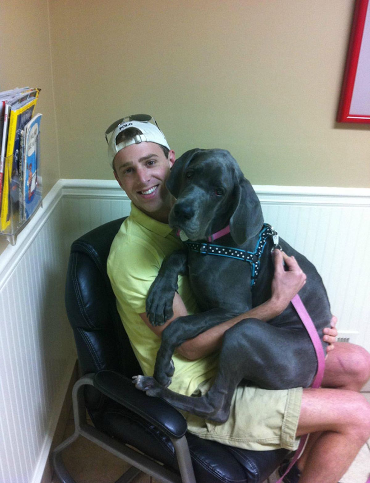 grey great dane puppy sitting on a man's lap