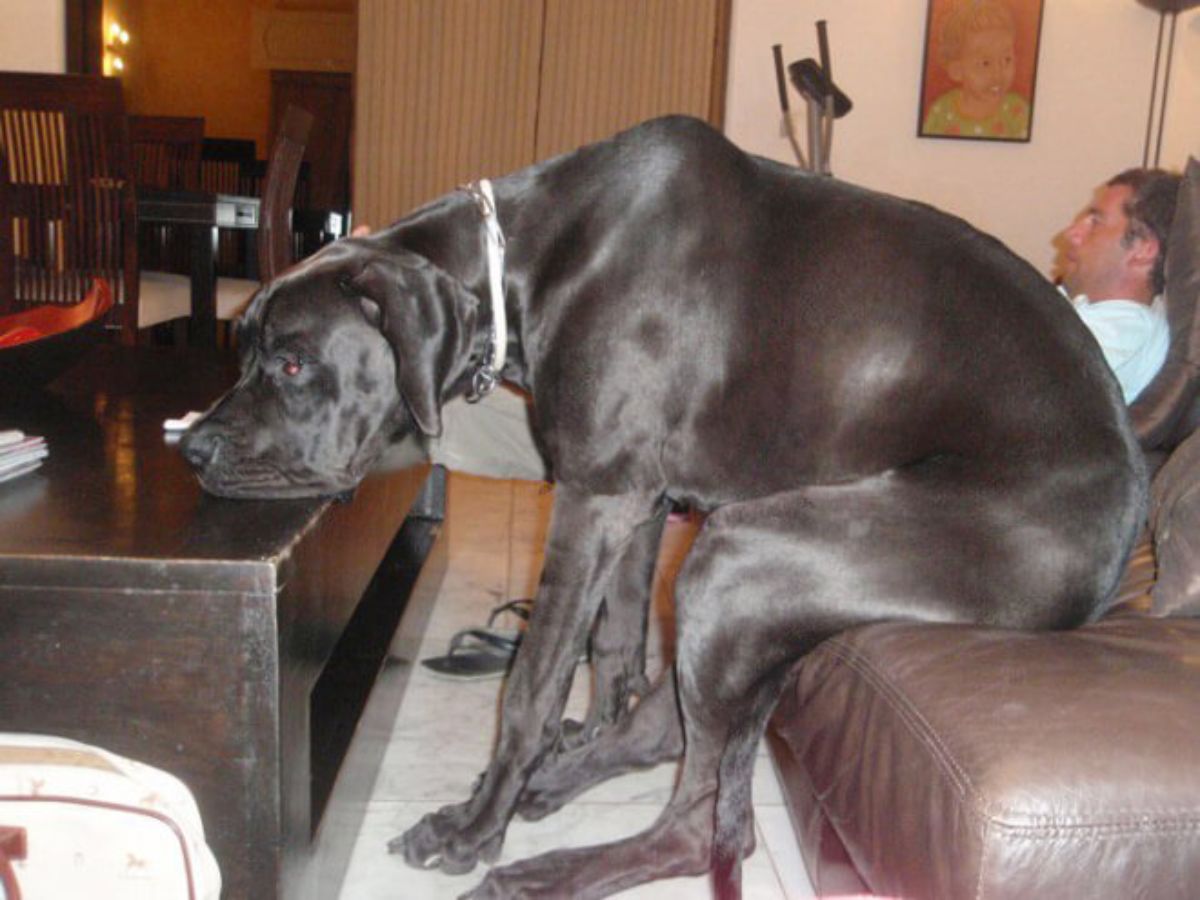 grey great dane sitting on a brown sofa with the legs on the floor and the chin on a brown coffee table