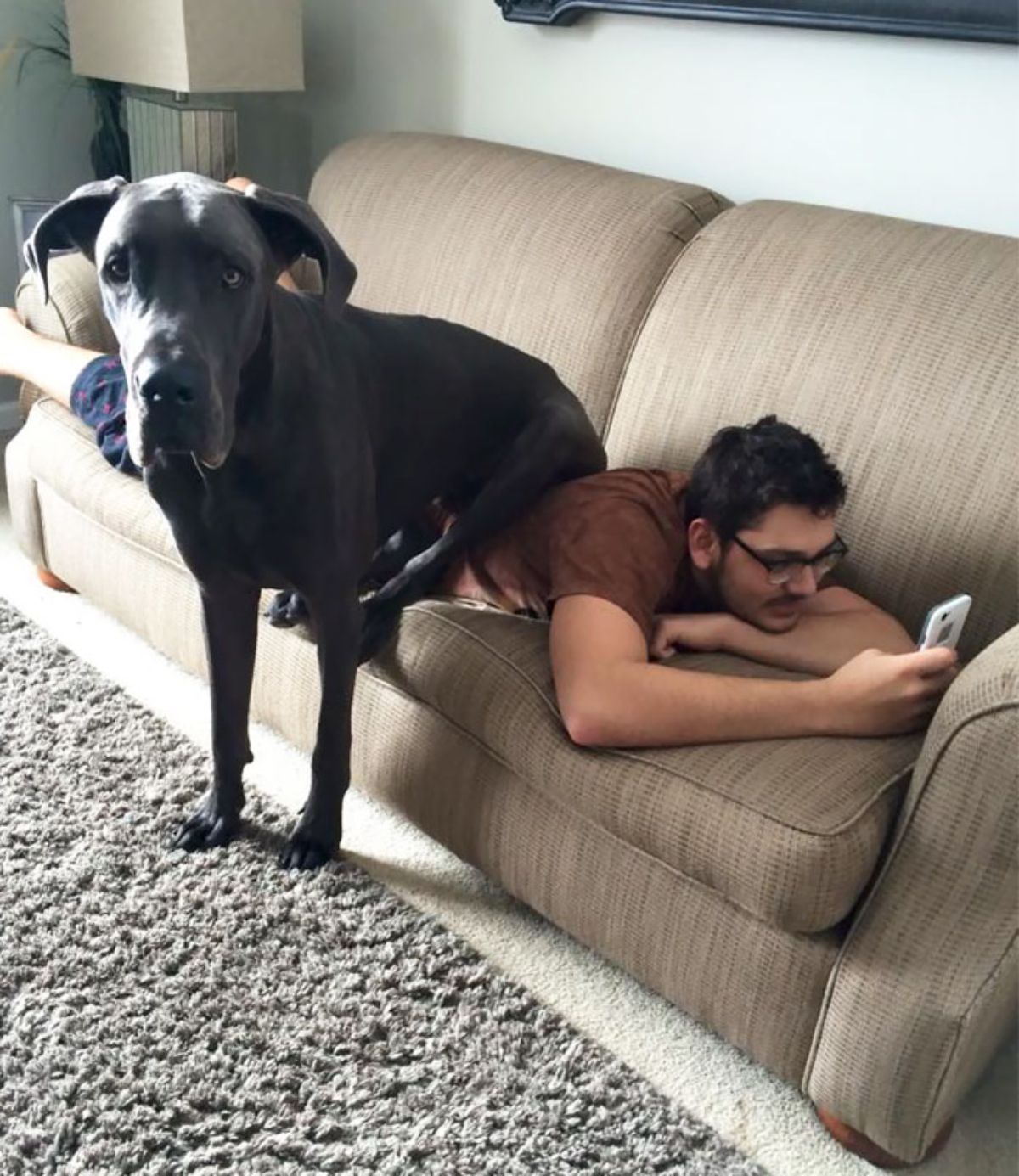 grey great dane sitting on a man laying belly down on a brown sofa and the dog's front legs are on the floor
