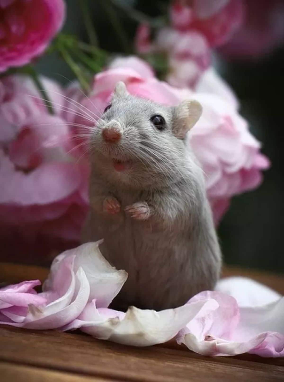 grey mouse baby standing on hind legs