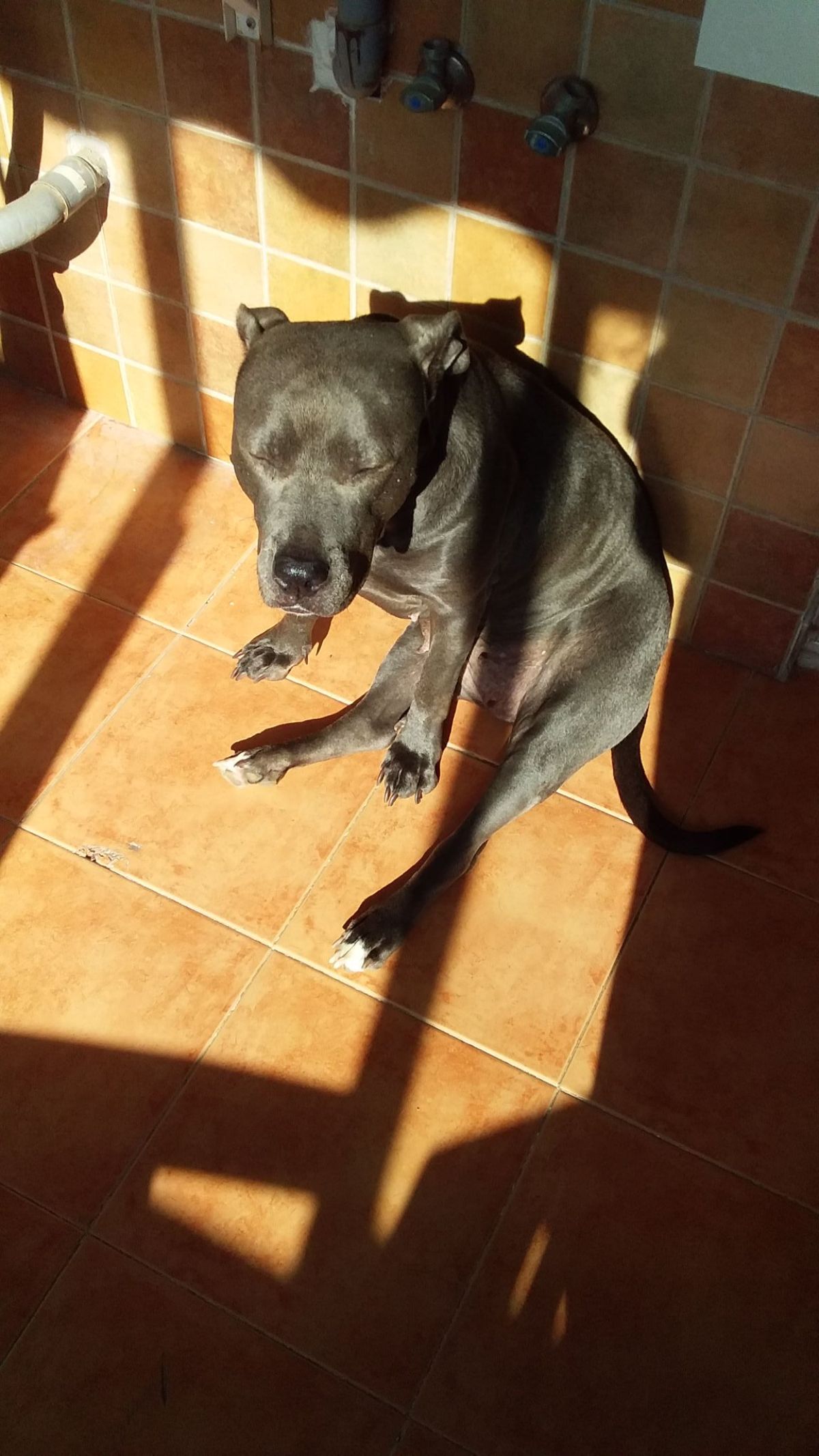 grey pitbull sitting on its haunches and leaning against a brown wall