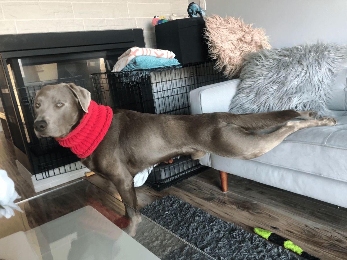 grey pitbull standing on the floor with the back legs placed on a sofa