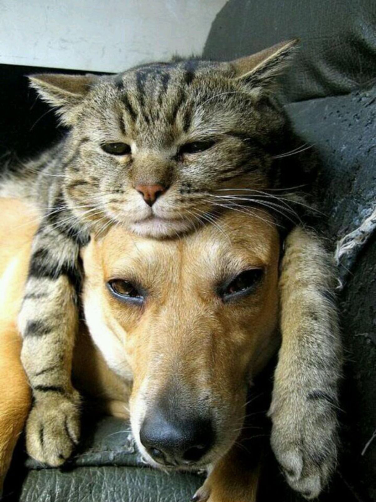 grey tabby cat laying on a brown dog's head like a hat