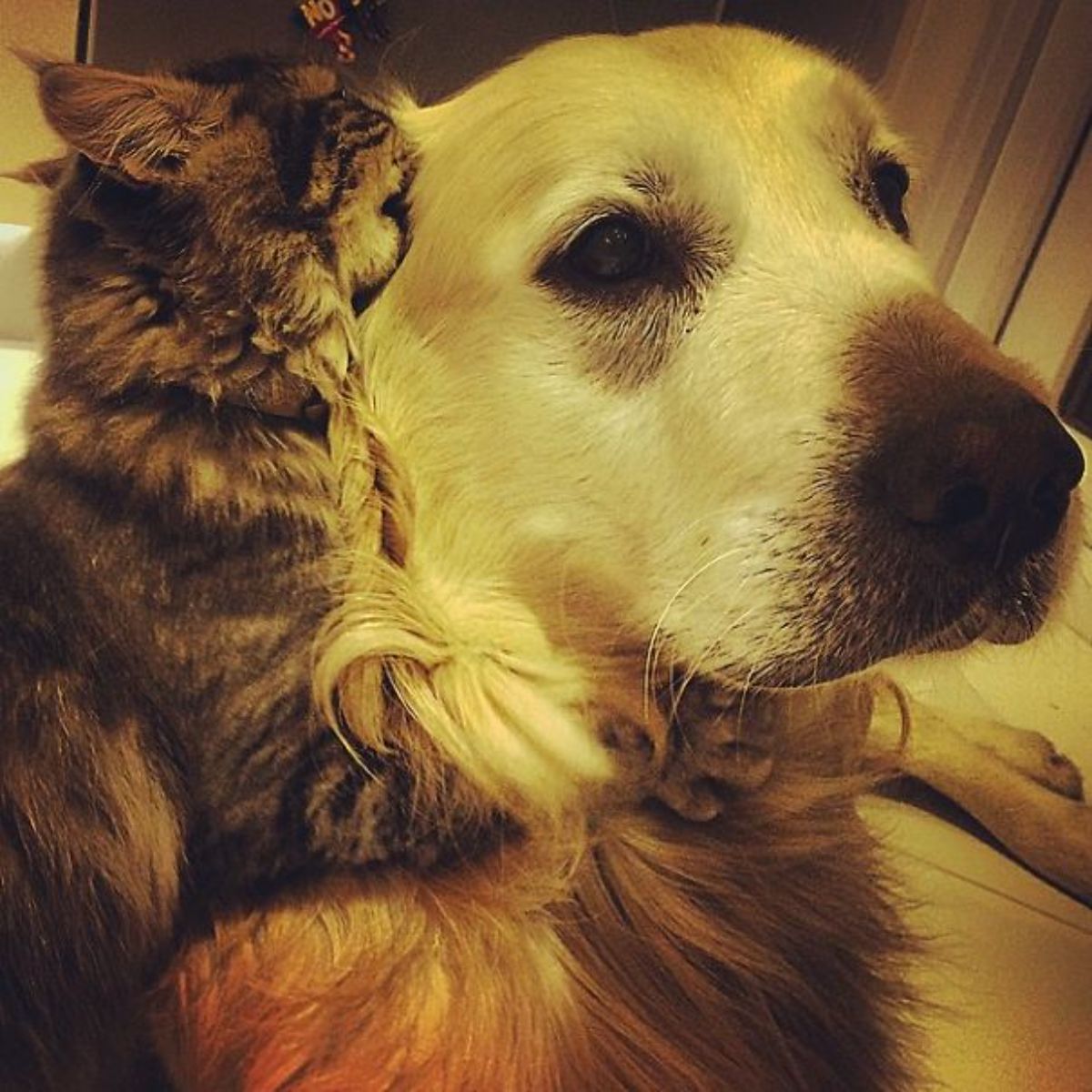 grey tabby cat with the face nuzzled in the ear of a golden retriever