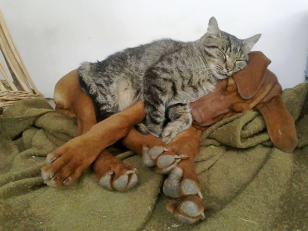 grey tabby cat sleeping on a brown dog sleeping on a green blanket