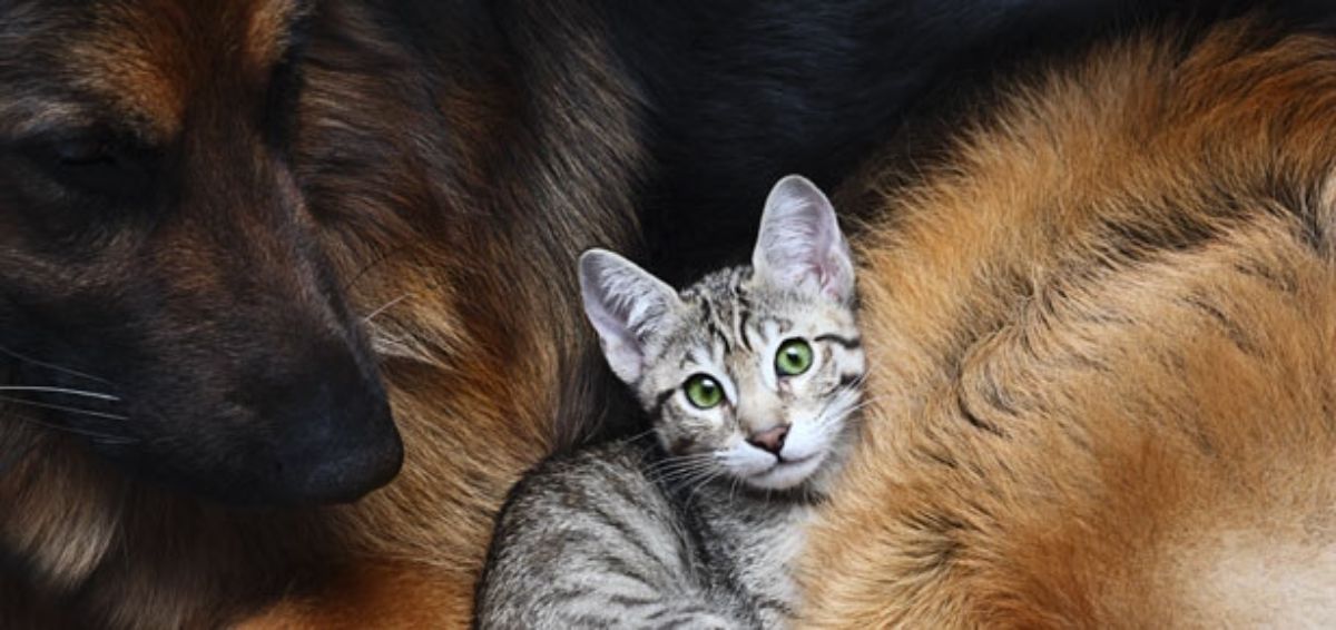 grey tabby kitten cuddling with a large fluffy black and brown dog